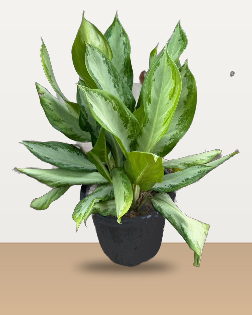 Lush Aglaonema Silver Frost / Snow White nursery specimen