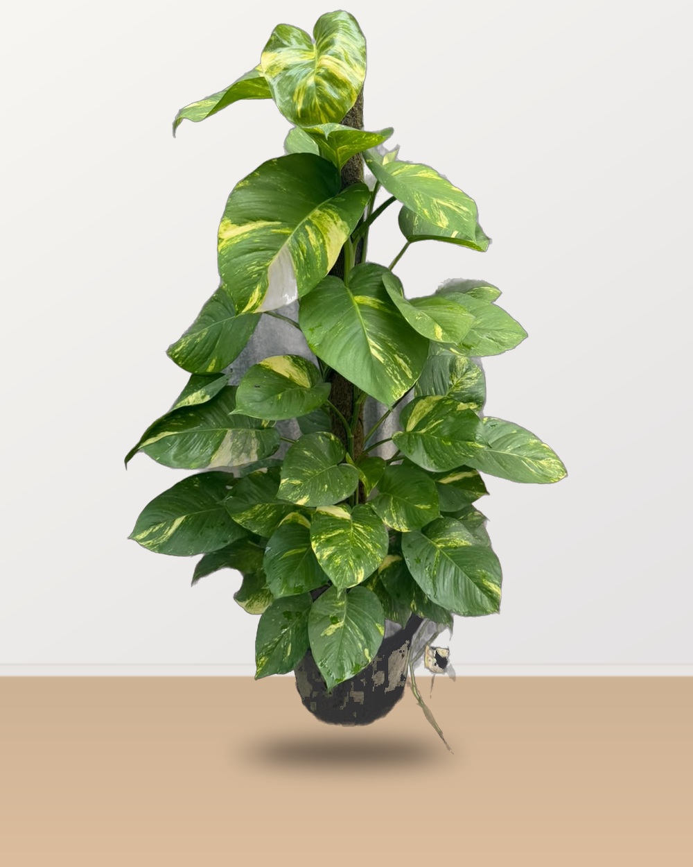 Lush Golden Pothos on Moss Stick nursery specimen