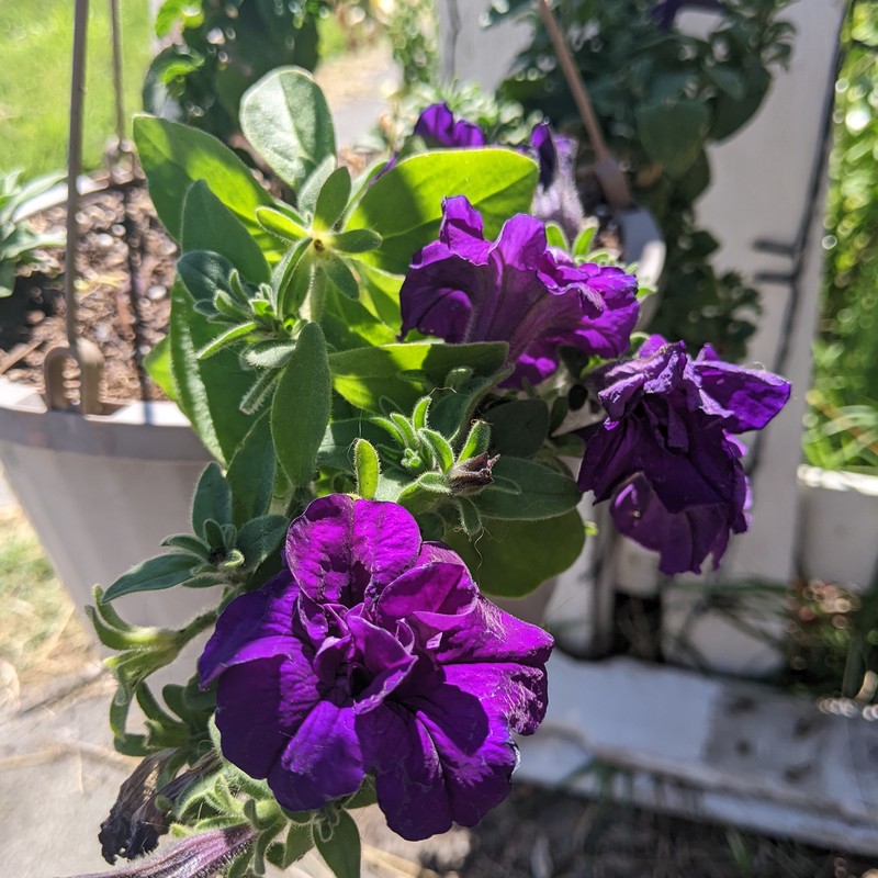 Hanging Planter