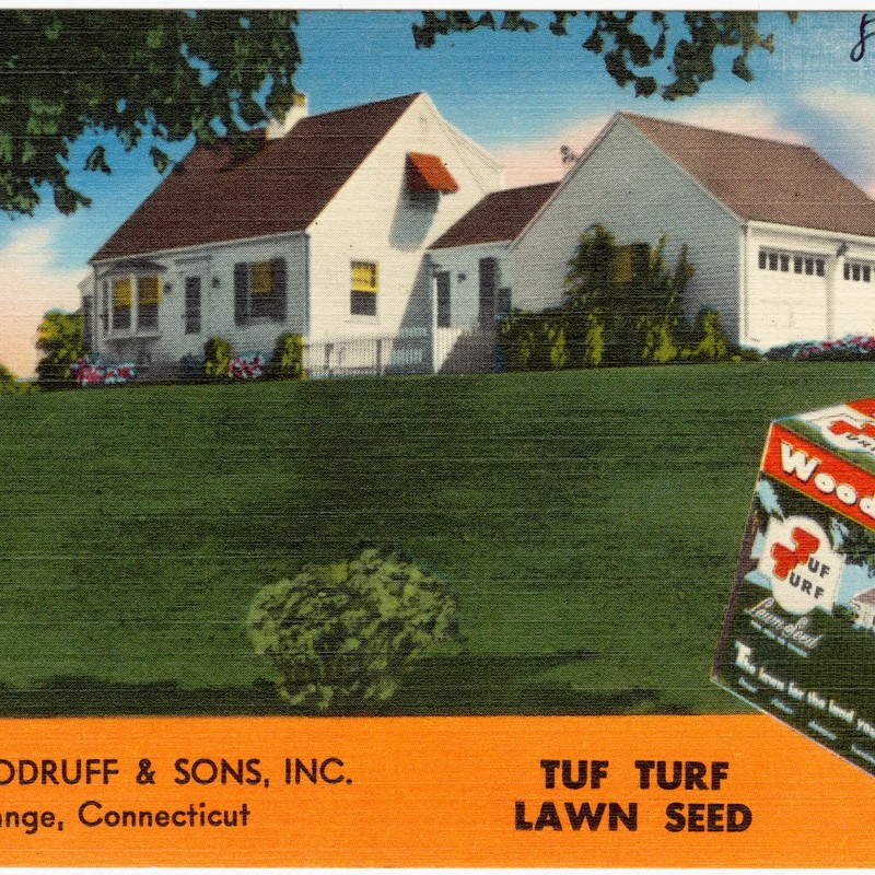 Lawn Grass Seeds