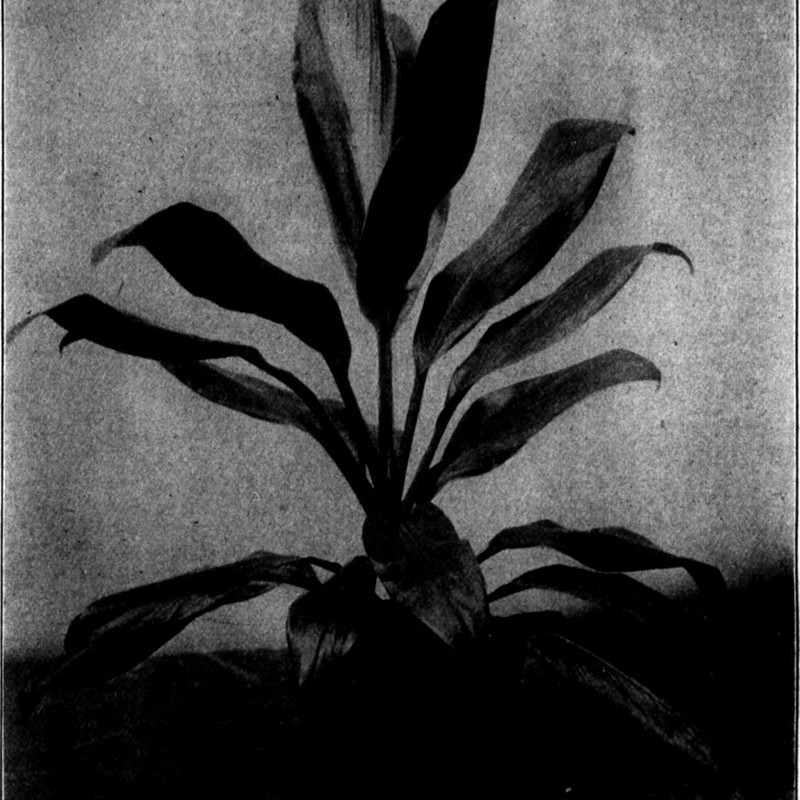 Leaf Compost