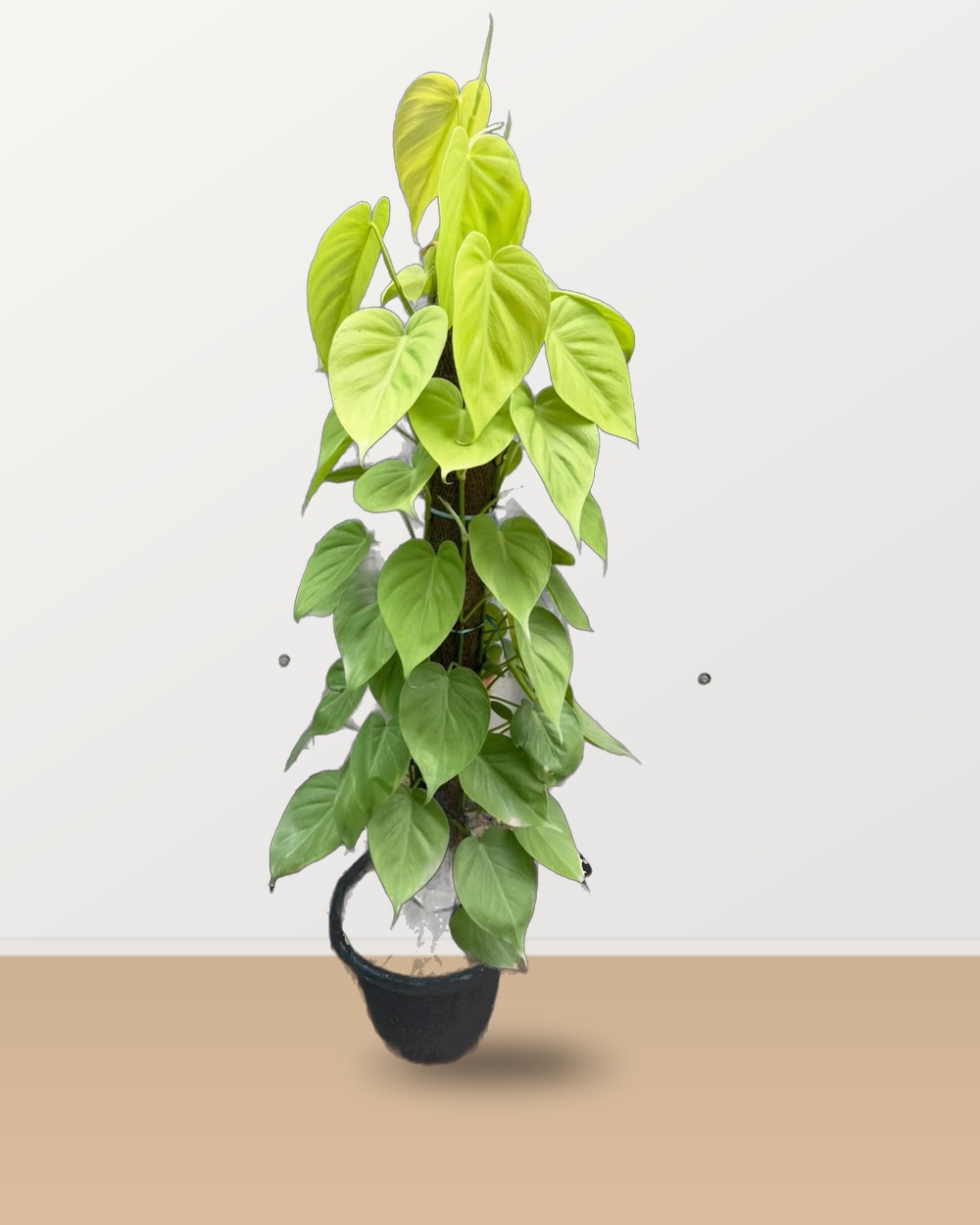 Lush Lemon Lime Philodendron on Moss Stick nursery specimen