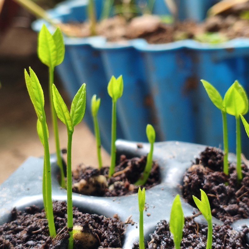 Premium Potting Mix