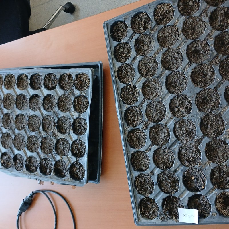 Propagation Tray