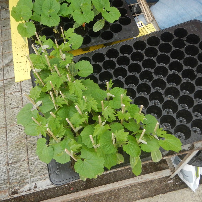 Seedling Tray