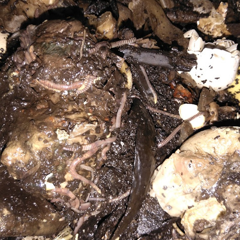 Vermicompost