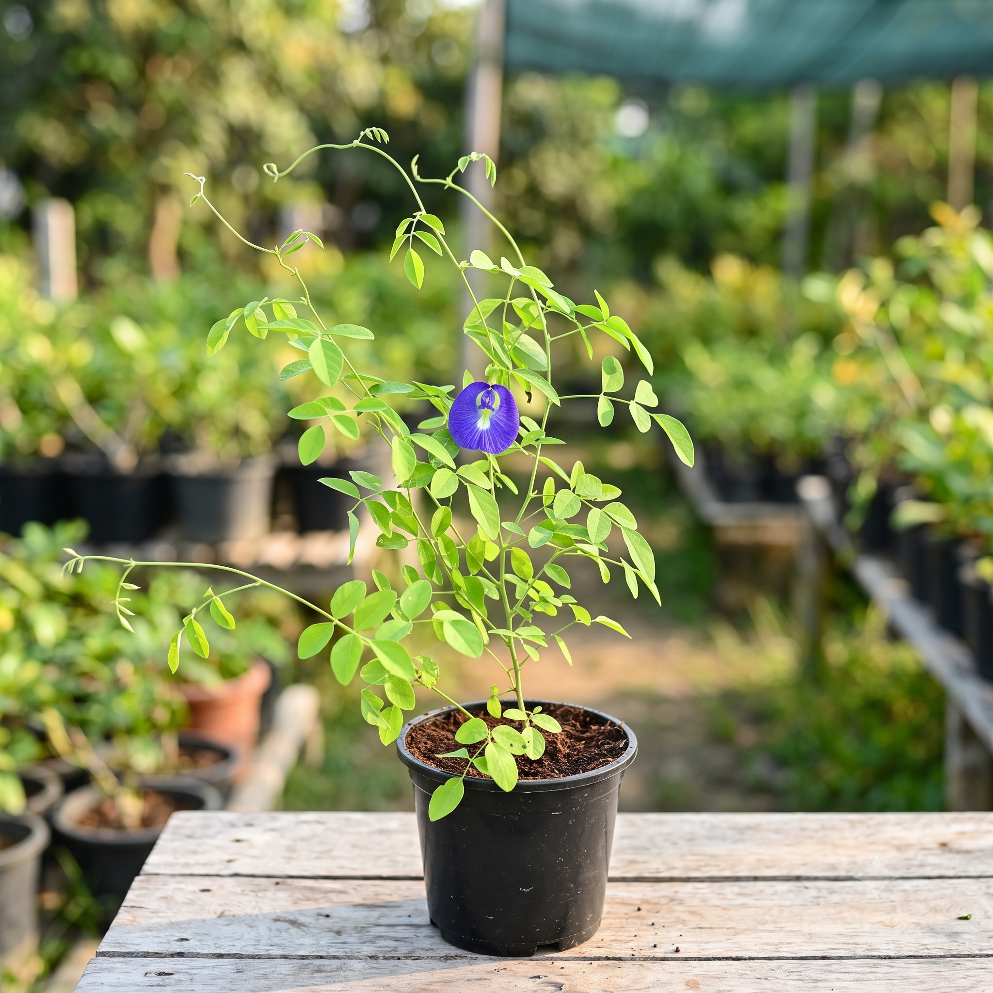Blue Butterfly Pea Aparajita Plant (Clitoria ternatea) live nursery specimen