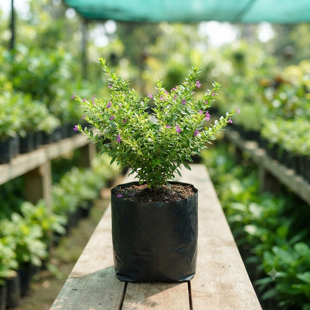 False Heather Mexican Bush (Cuphea hyssopifolia) live nursery specimen