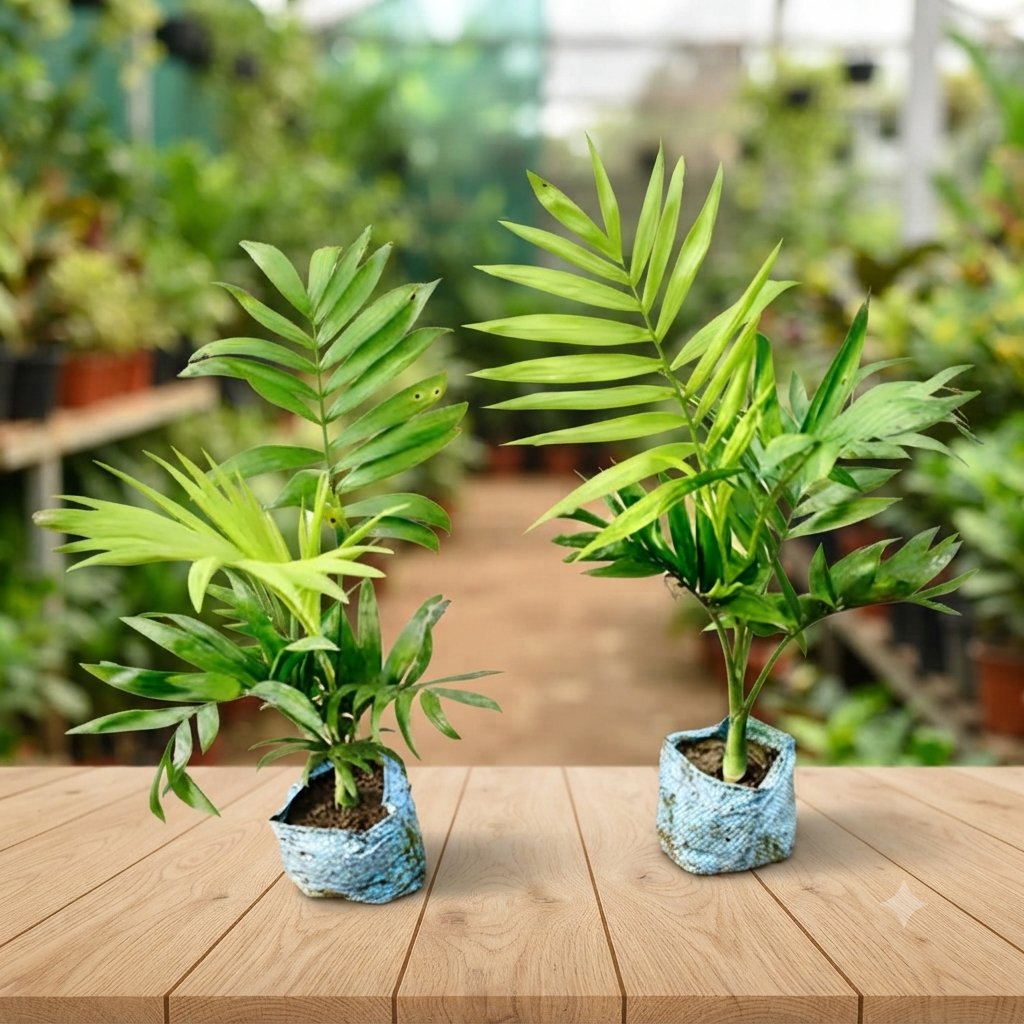 Areca Palm Sapling Duo (Pack of 2) live nursery specimen