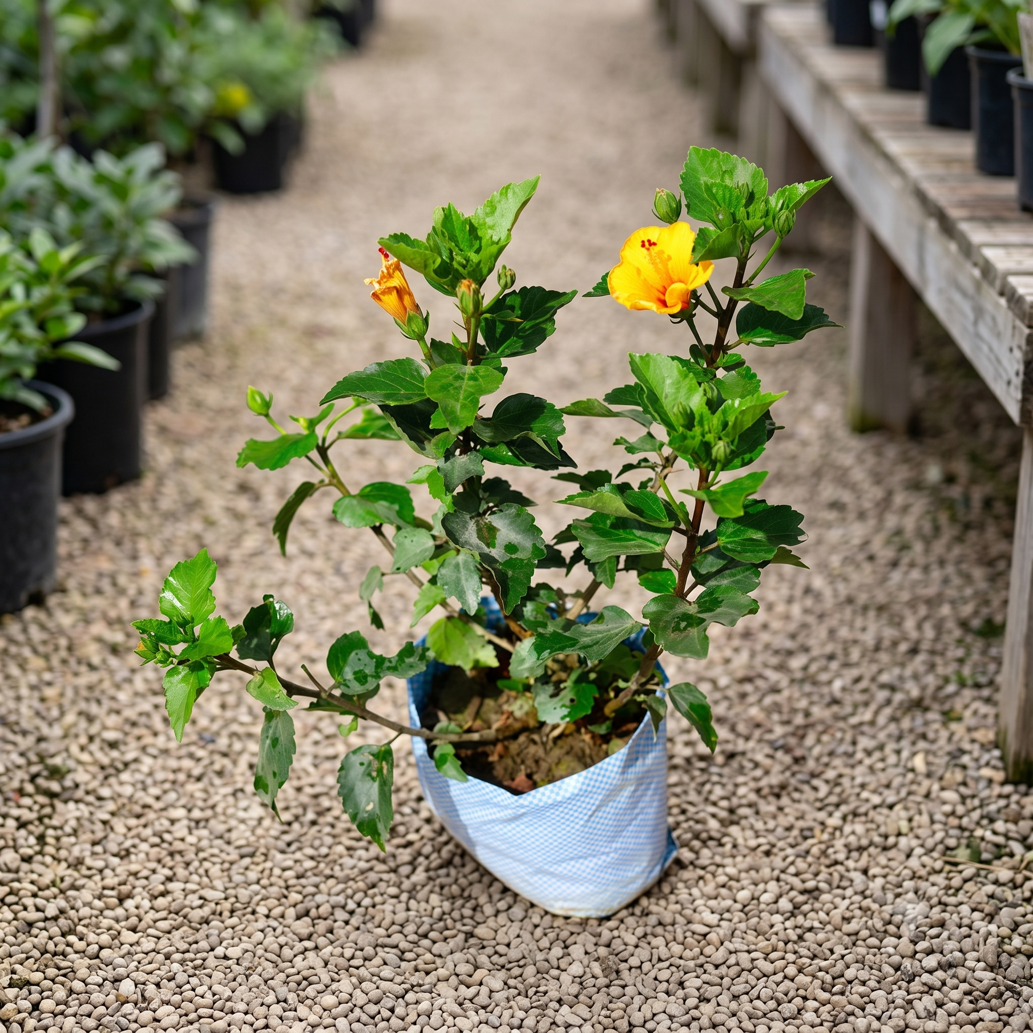 Yellow-Orange Hibiscus Plant (Gudhal) live nursery specimen